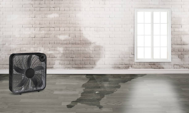 Best 24/7 water damage repair  in Dysart, IA
